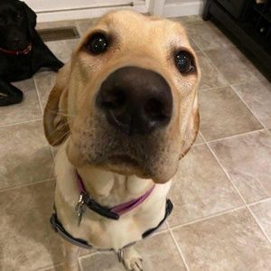 Meet your Posher, Diane